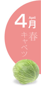 4月:春キャベツ